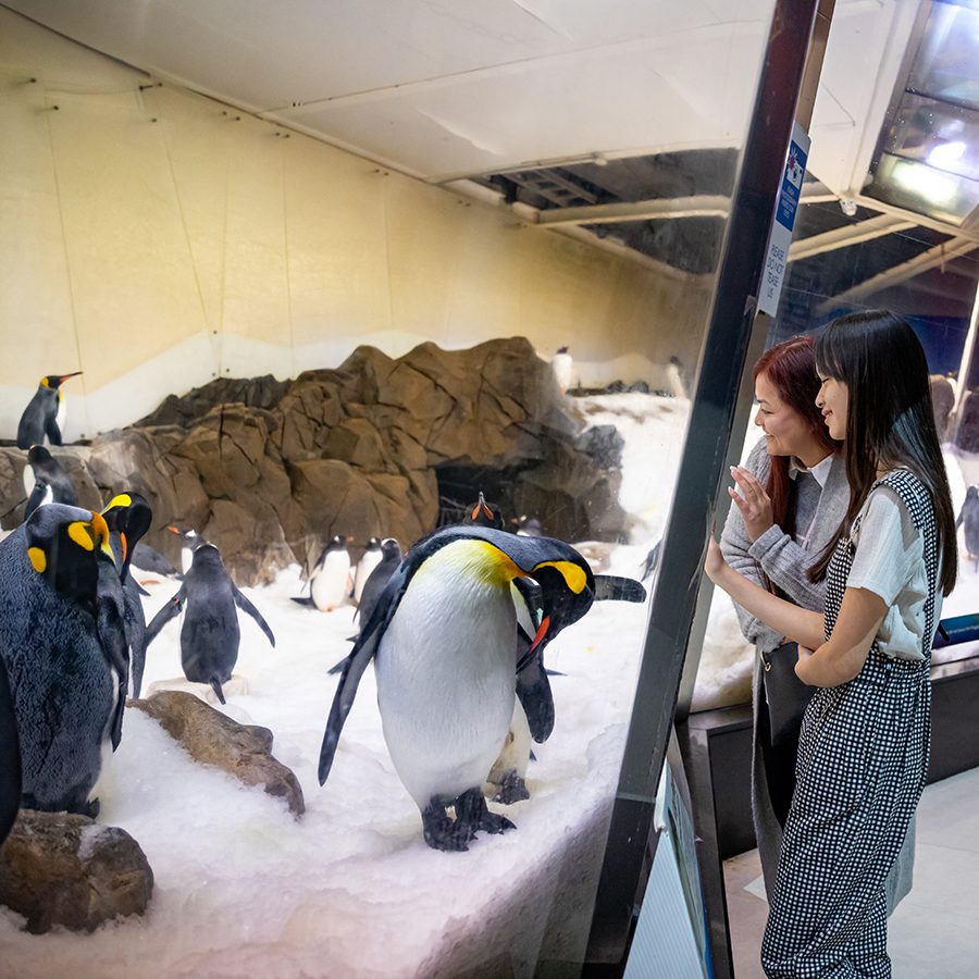 Sea Life Aquarium